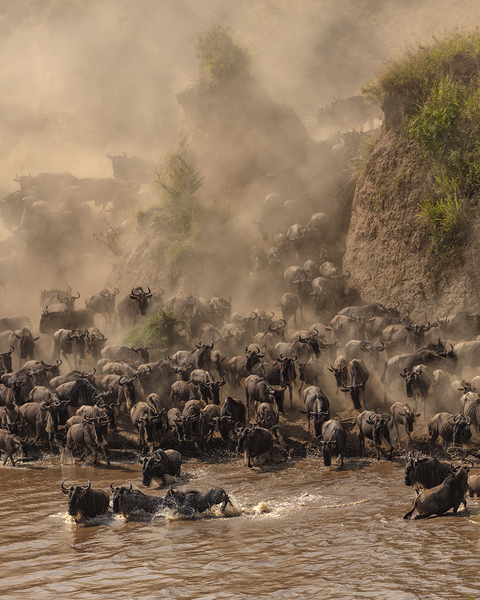 Photo animalière par Eric Smith : un troupeau de gnous 