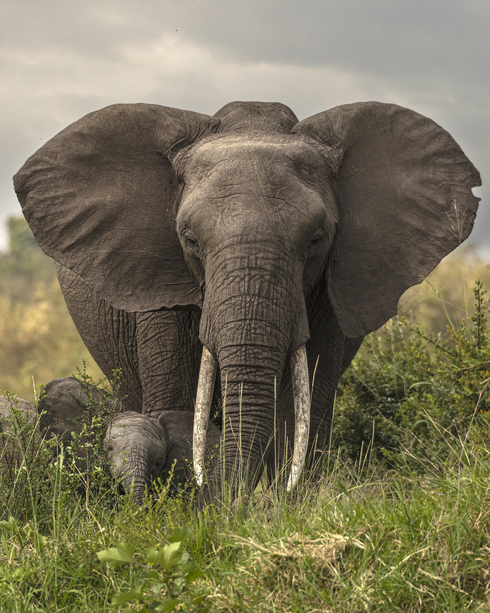 Photo d'un éléphant par Eric Smith 