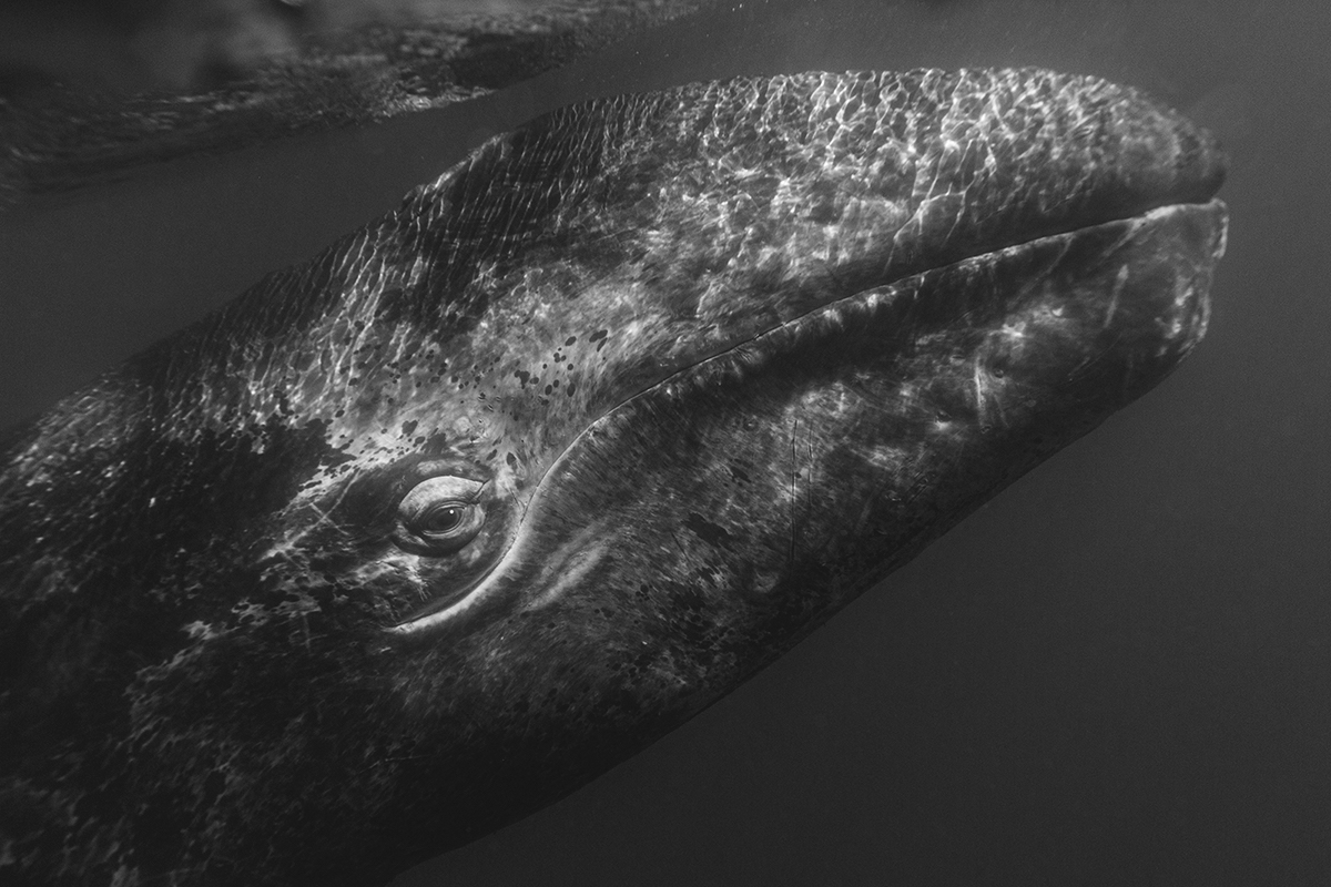 Photo sous-marine en noir et blanc d'un baleineau 