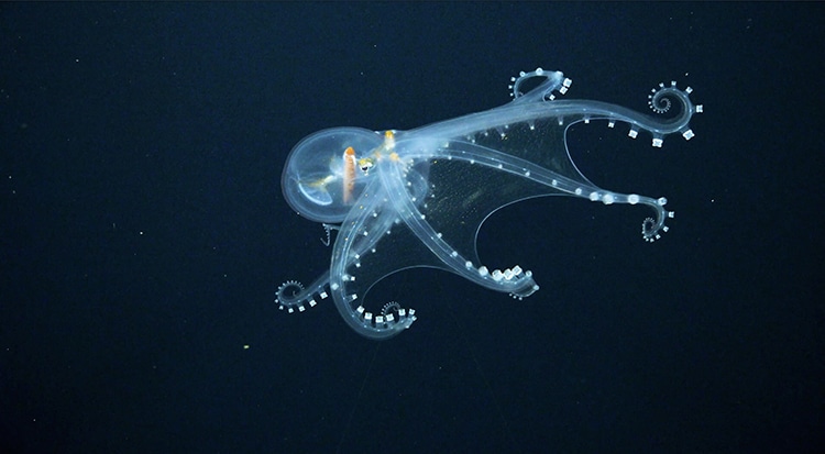 Glass Octopus Sighting 