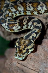 Viral Video Shows Curious Gorillas Reacting to a Snake in Their Enclosure