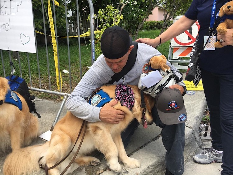 Person Petting a Golden Retriever