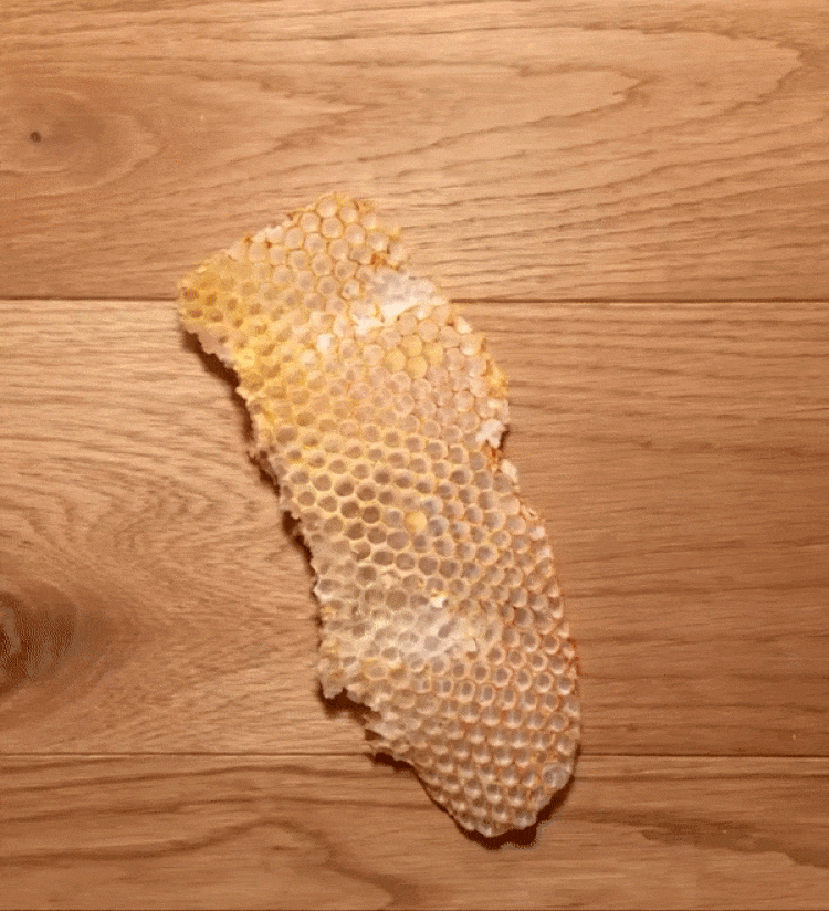 acercamiento sobre panal de abejas