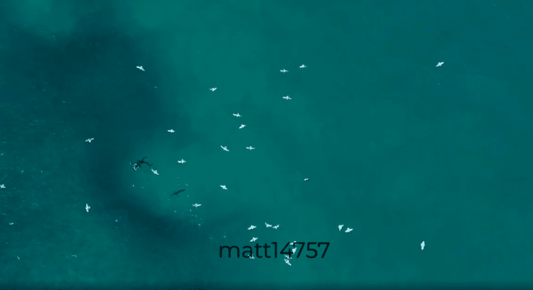 Vidéo par drone d'une attaque de requin Mako par Matt Woods