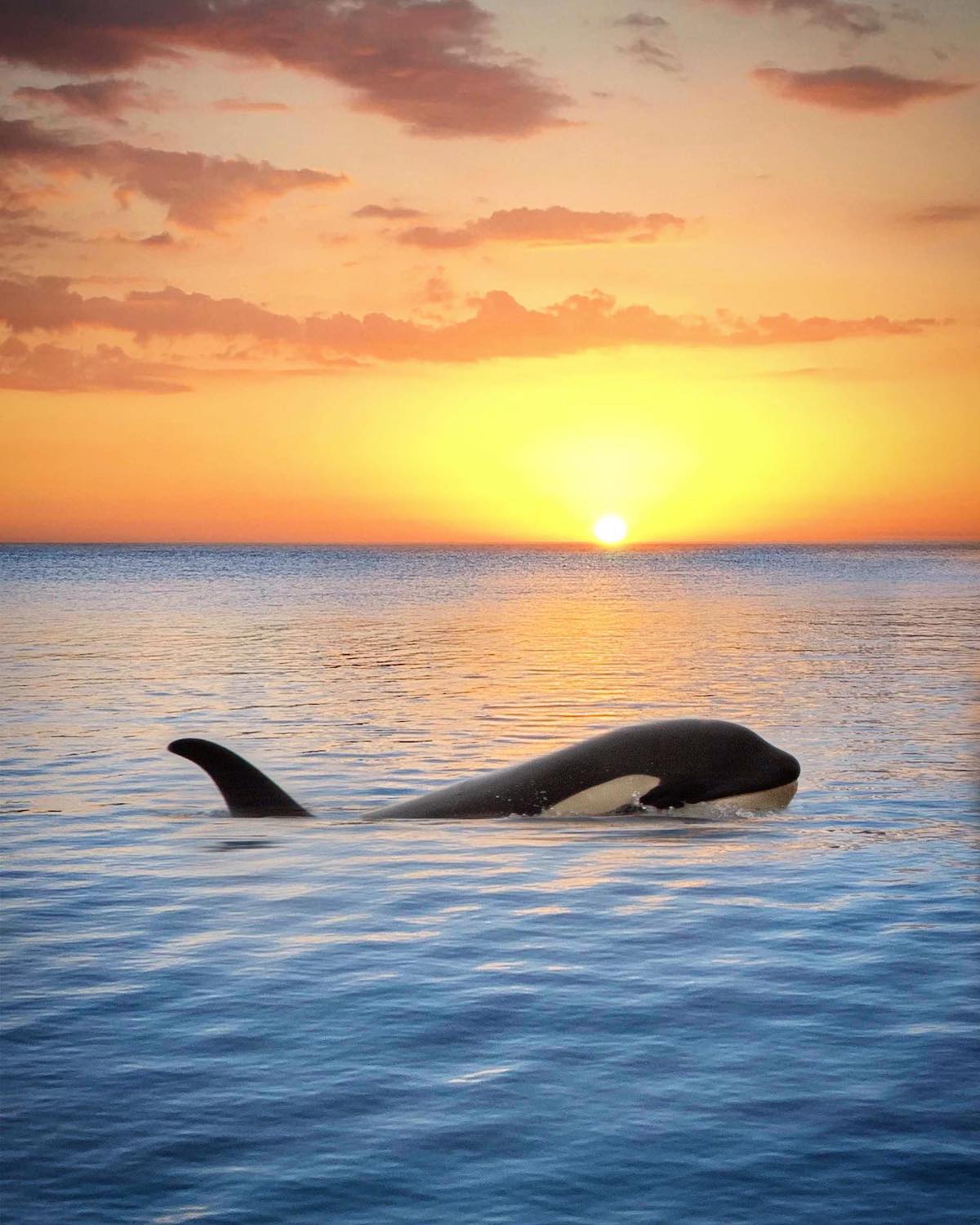 Orca al atardecer en alaska