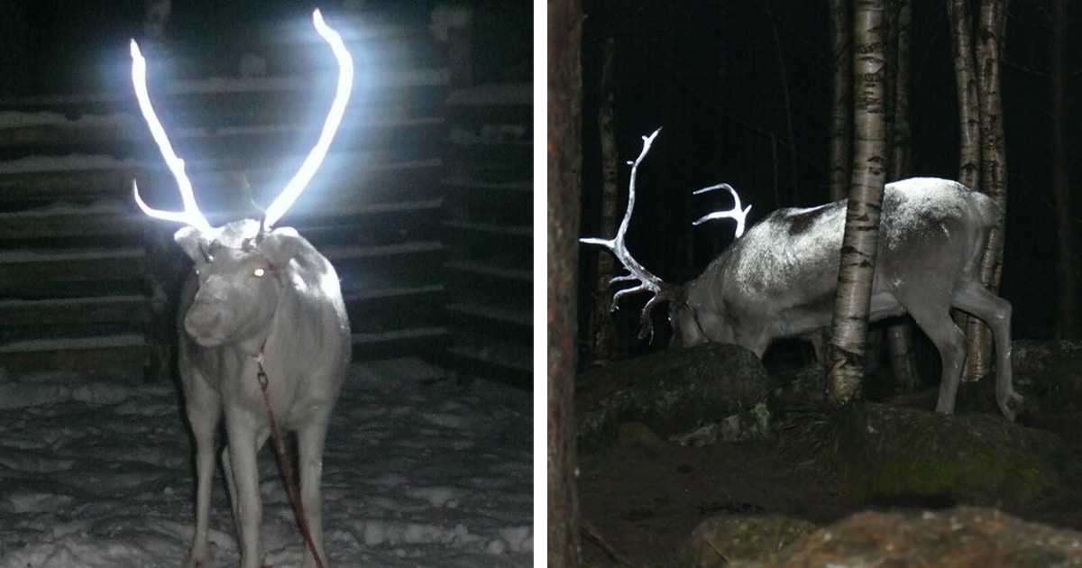 Finland is Practicing Reindeer Conservation With Reflective Paint