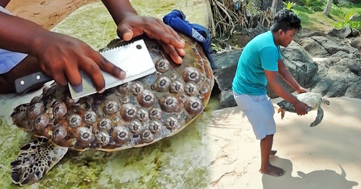 Guy Helps Sea Turtles By Removing Barnacles From Their Shells