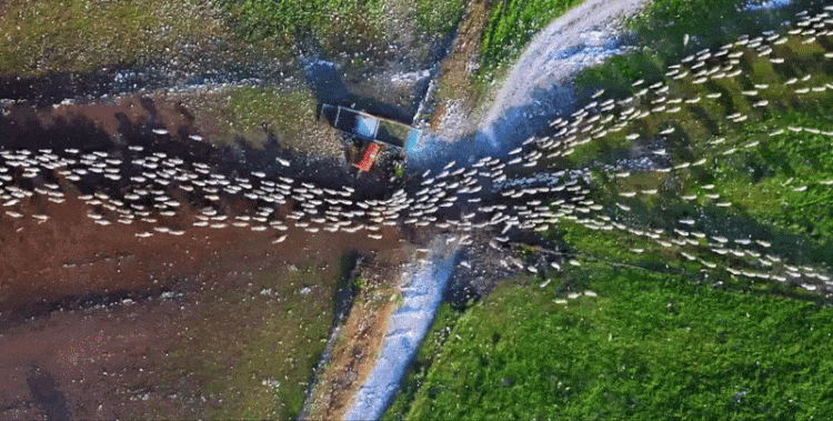 Sheep Herding Drone Footage by Lior Patel