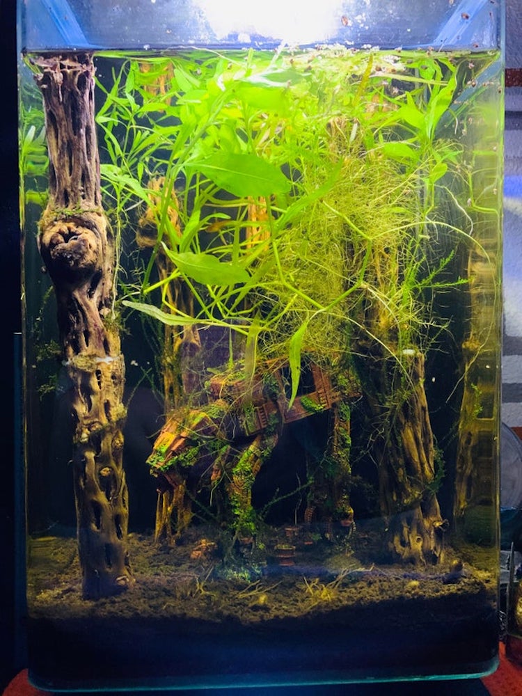 Woman creates Star Wars-themed fish tank that resembles underwater