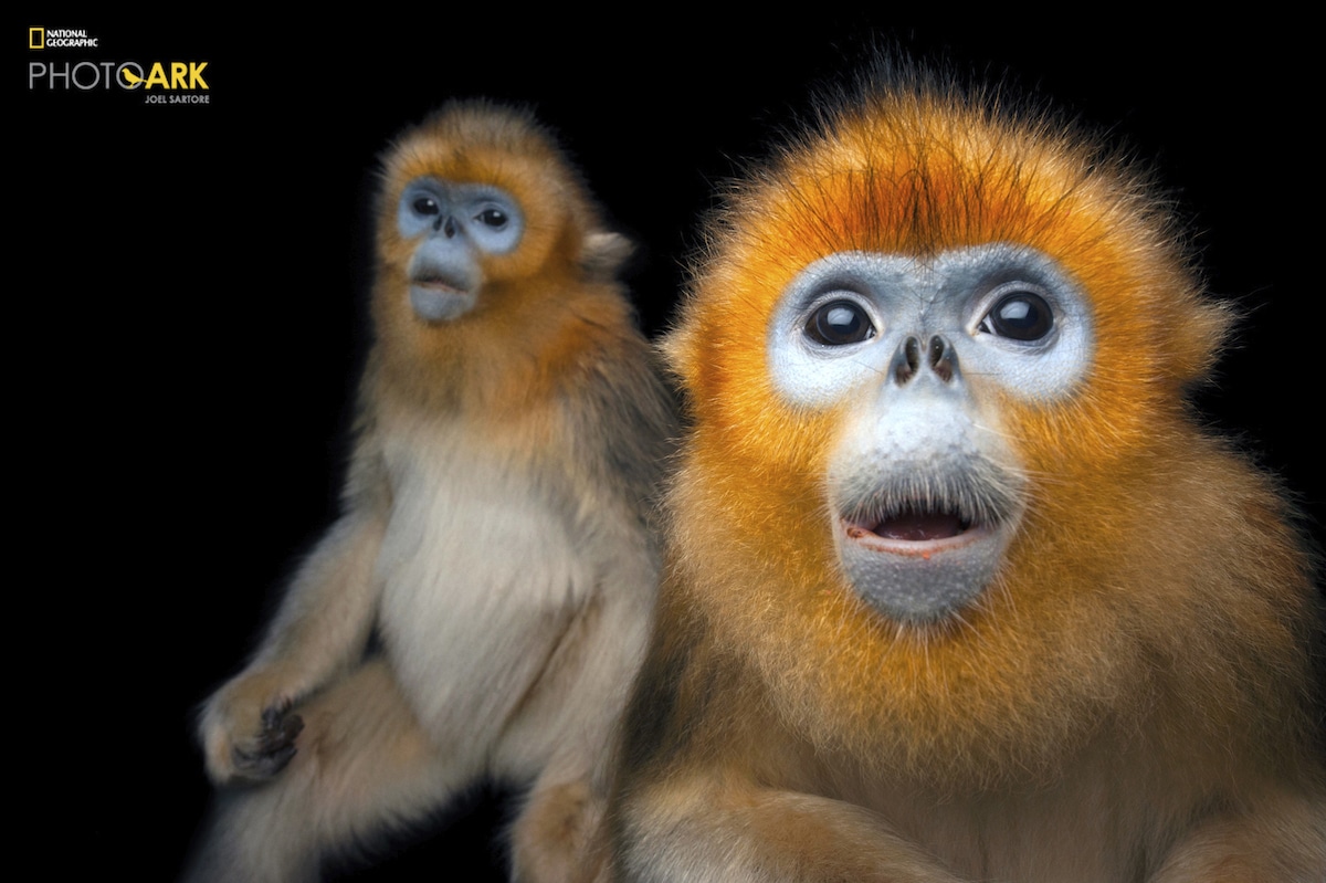 Dos monos langur chato dorado por Joel Sartore