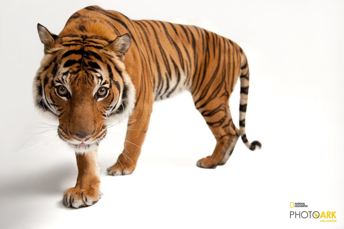 Endangered Malayan Tiger by Joel Sartore