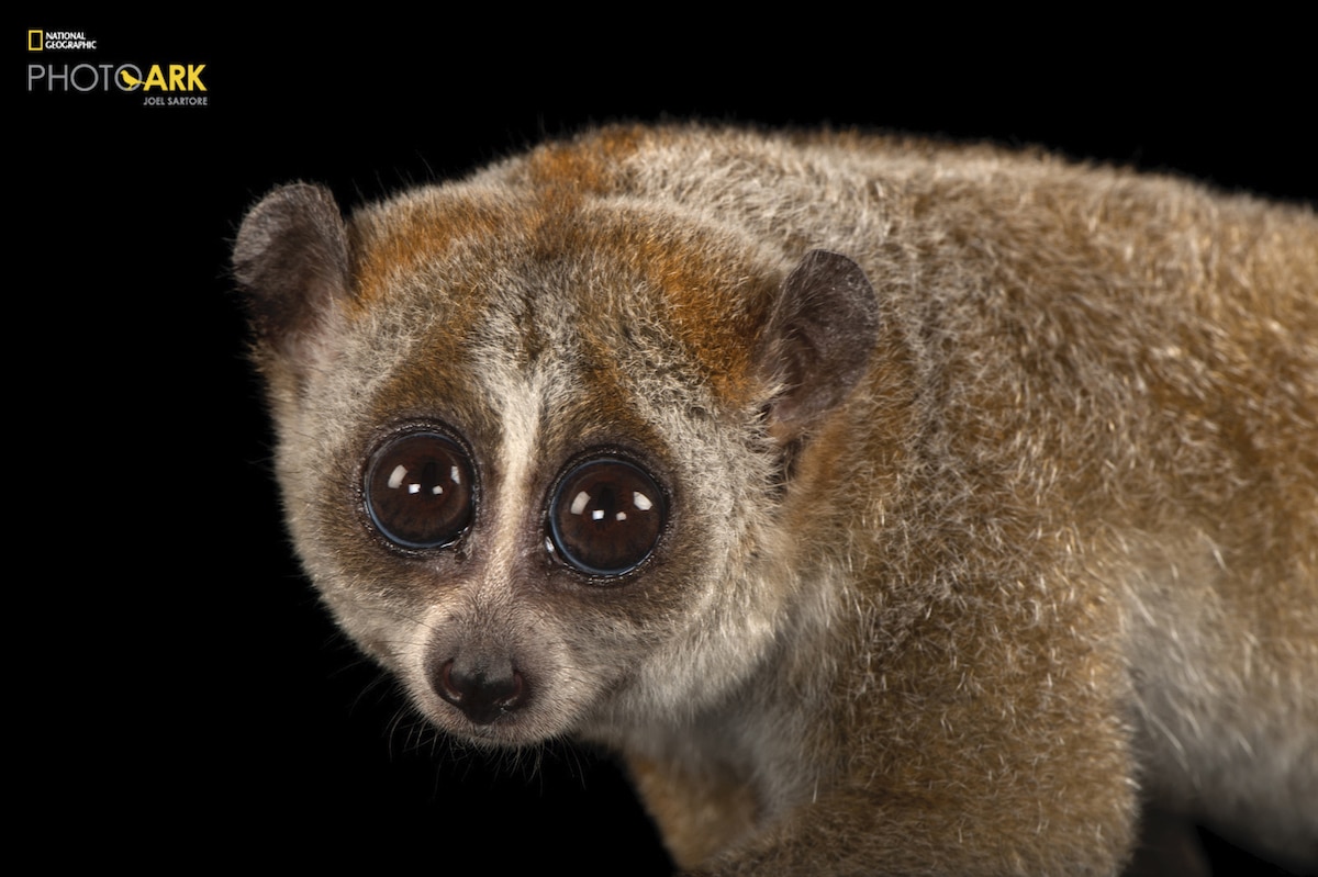 Loris lent nain au zoo et aquarium Henry Doorly