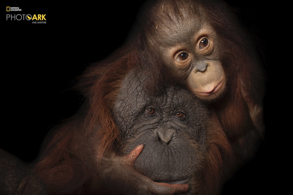 Endangered baby Bornean orangutan with Adoptive Mother at the Houston Zoo