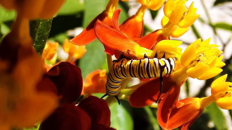 Oruga de mariposa monarca