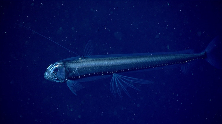 Viperfish