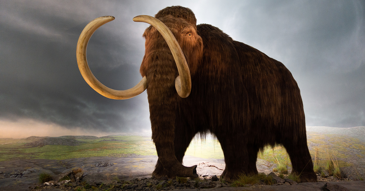 A 17,000-Year-Old Woolly Mammoth Migrated the Length of Earth