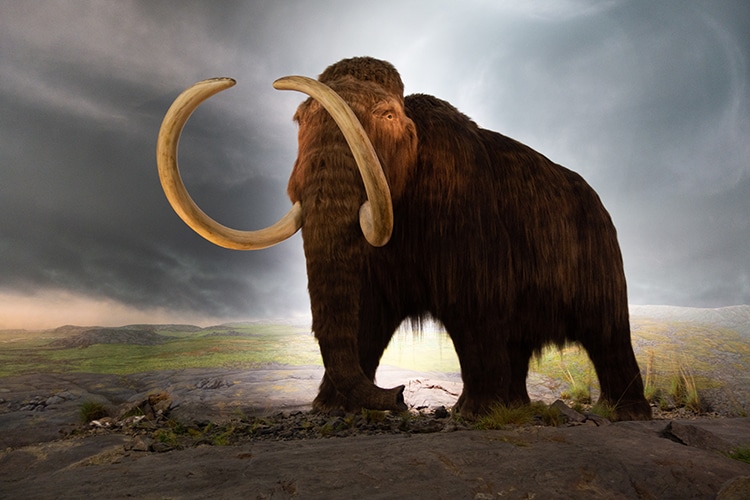 A 17,000-Year-Old Woolly Mammoth Trekked the Length of Two Circumferences of the Earth