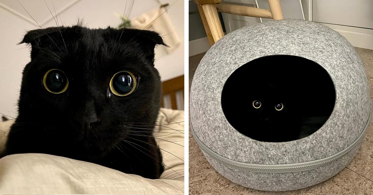 Black Cat Looks Like ‘Toothless’ from ‘How To Train Your Dragon’