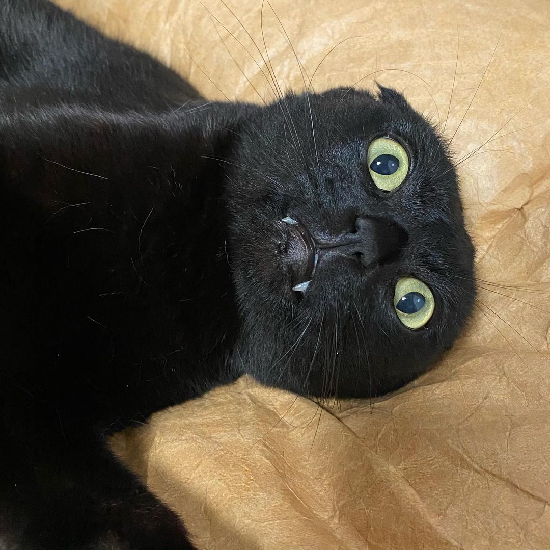 Munji, un gato negro de Corea del Sur