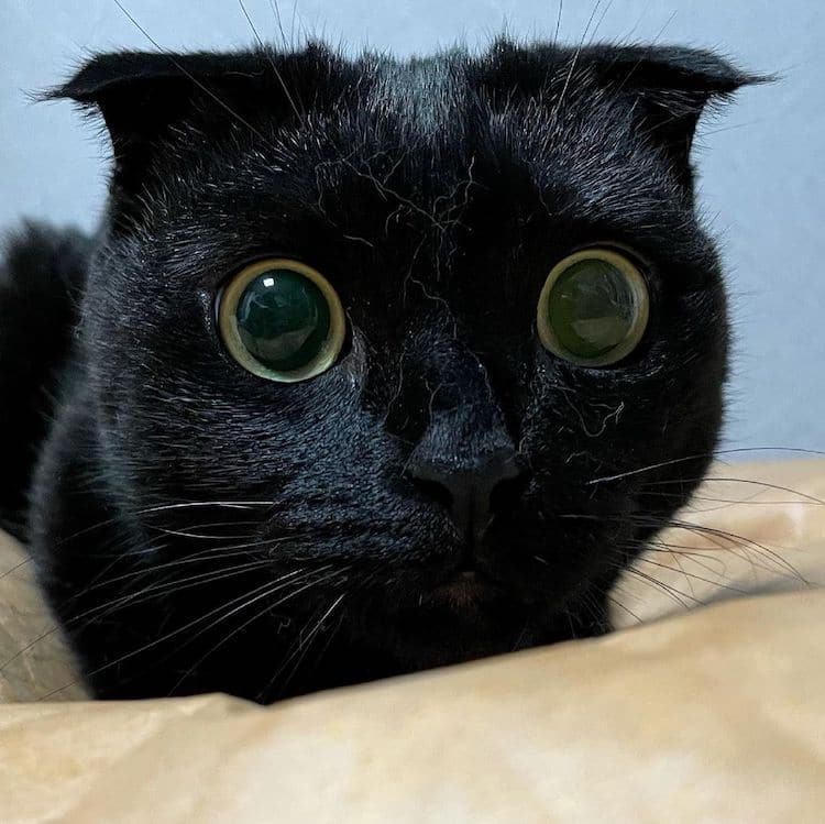 Munji, un gato negro de Corea del Sur