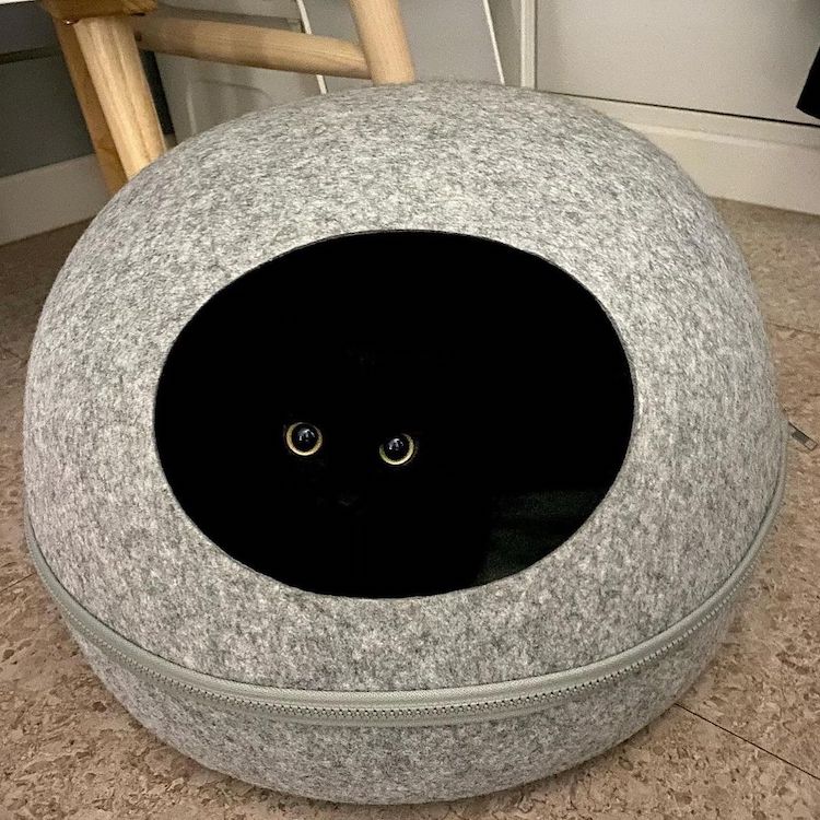 Munji, un gato negro de Corea del Sur