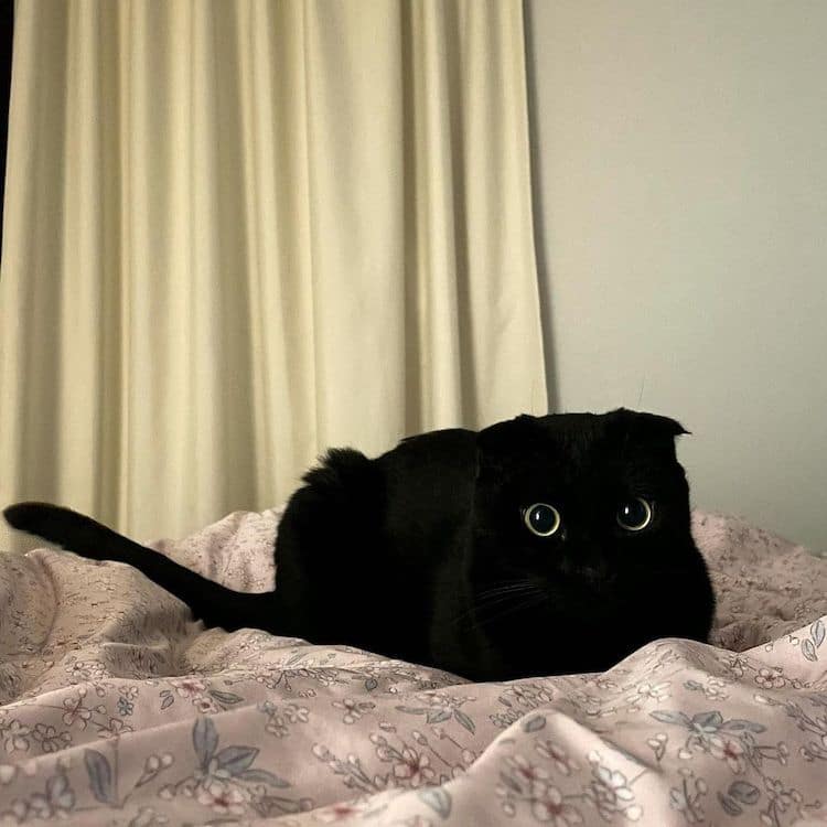 Black Cat Munji