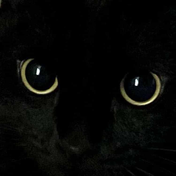 Munji, un gato negro que se parece a Desdentado