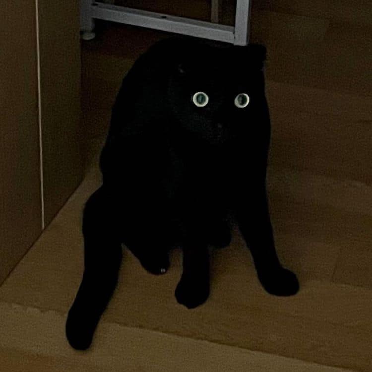 Munji, un gato negro de Corea del Sur