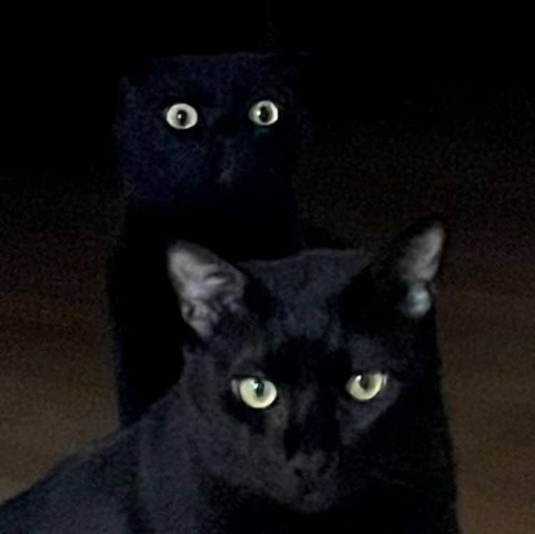 Munji, un gato negro que se parece a Chimuelo