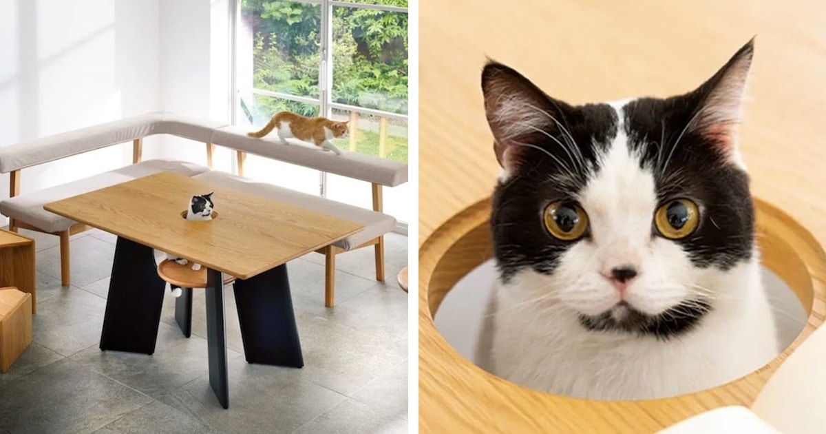 Japanese Cat Furniture Allows Your Feline Friend To Join You at the Table