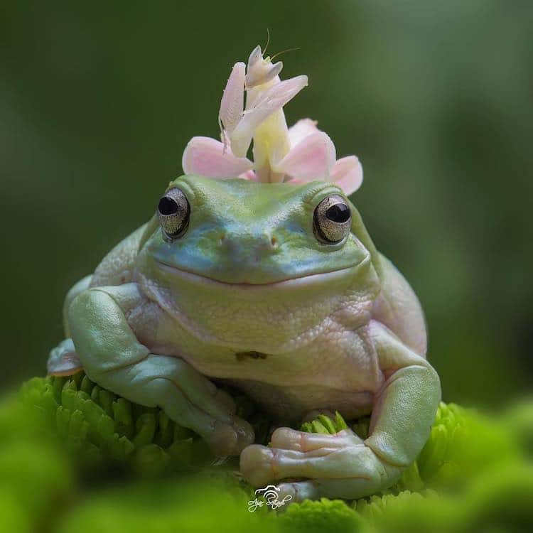 cute real frog