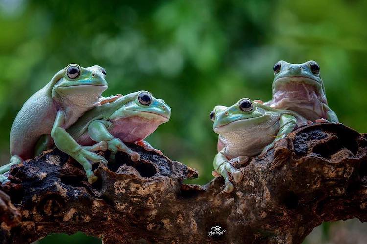 Photos de grenouilles par Ajar Setiadi