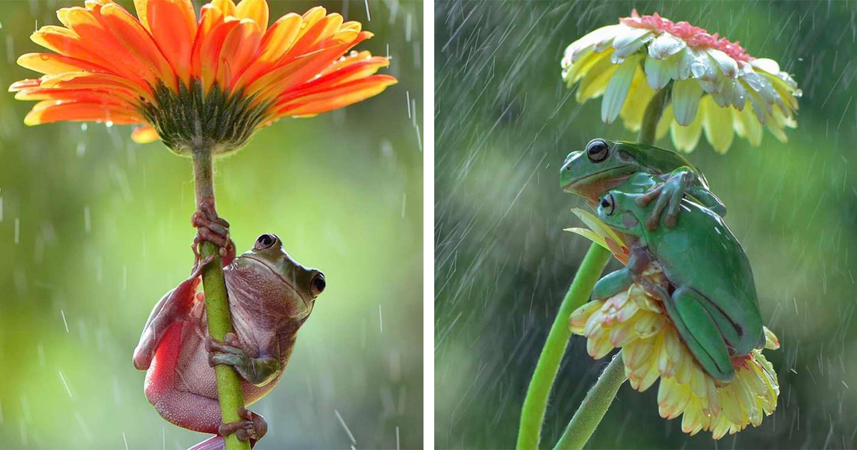 Wildlife Photographer Captures the Intimate Life of Frogs