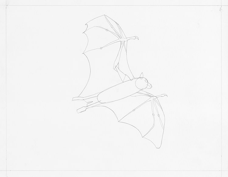 flying bat drawings