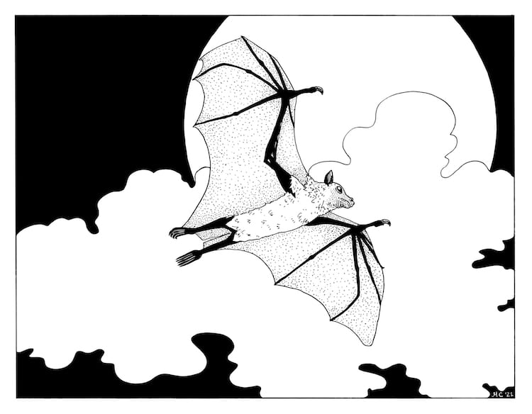 flying bat drawings