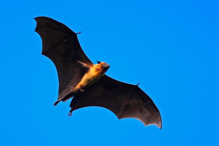 Giant Indian Fruit Bat