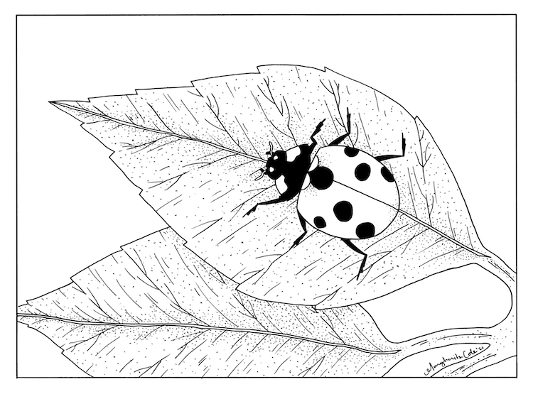 How to Draw a Ladybug 
