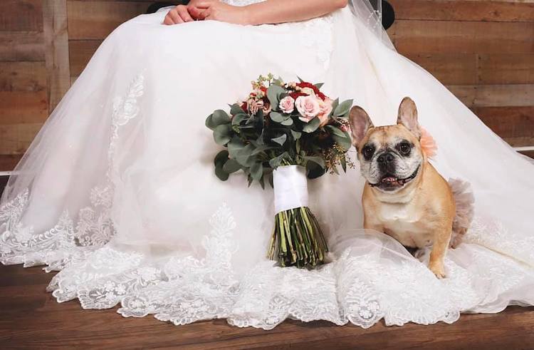 Kardi el bulldog francés con su dueña Kelsey en su boda