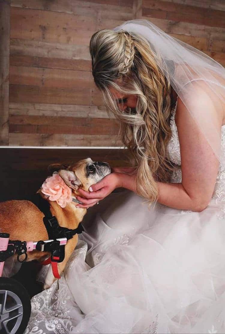 Kardi el bulldog francés con su dueña Kelsey en su boda