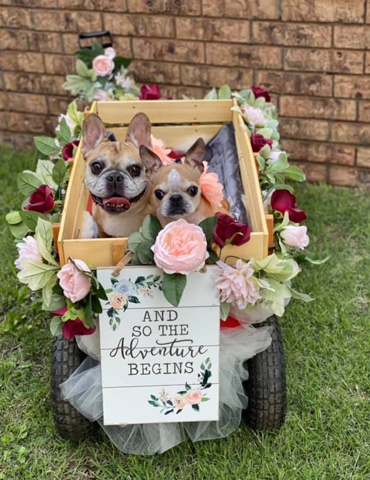 Dos bulldogs franceses en una boda