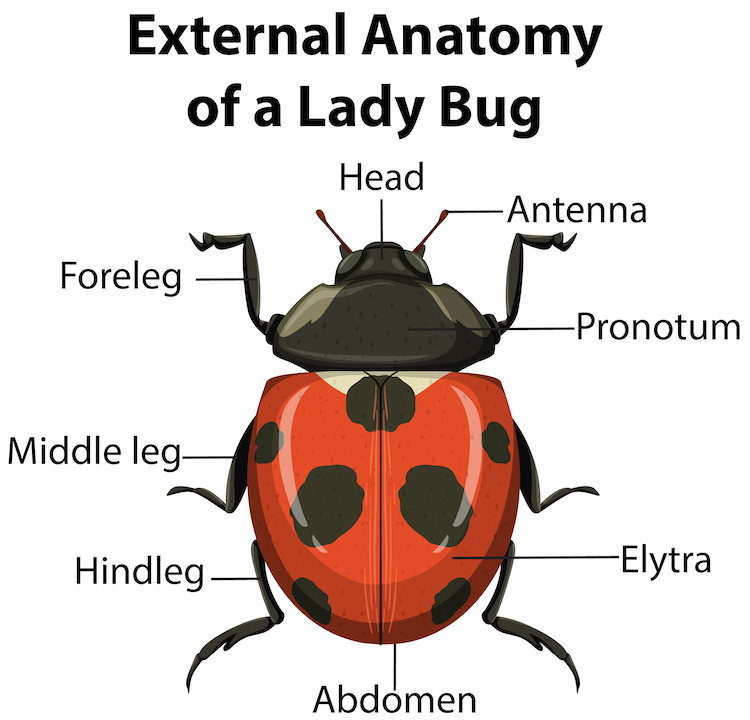 How To Draw a LadyBug  StepbyStep