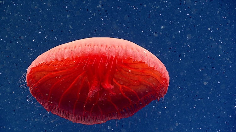 Small Glass Red Jellyfish 