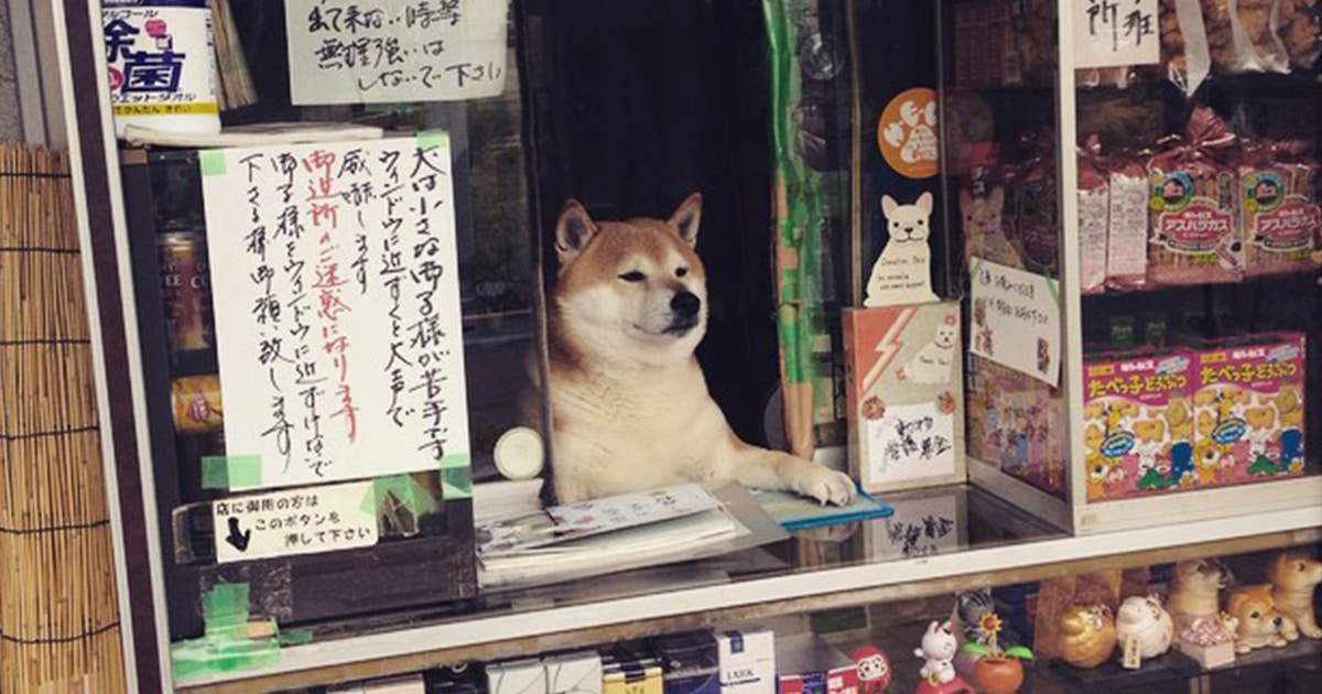 This Adorable Shiba Inu Spent Years “Working” as a Shop Assistant 
