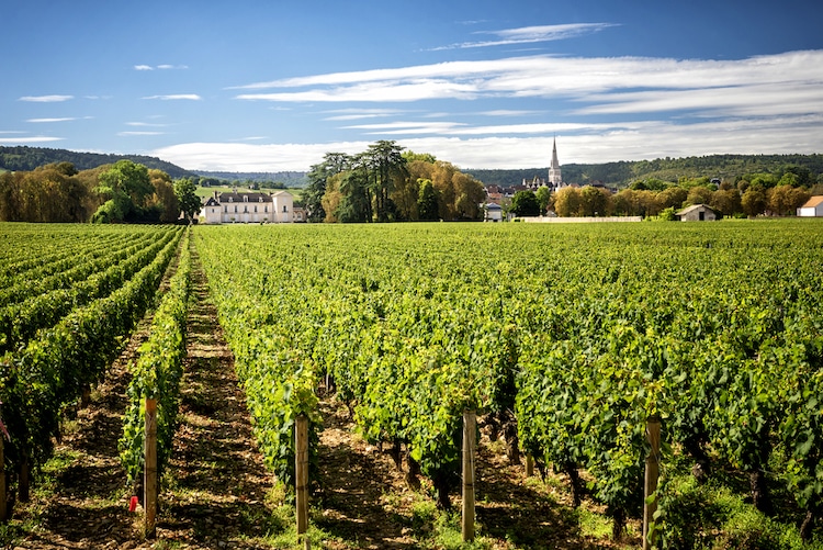 vignoble bourgogne