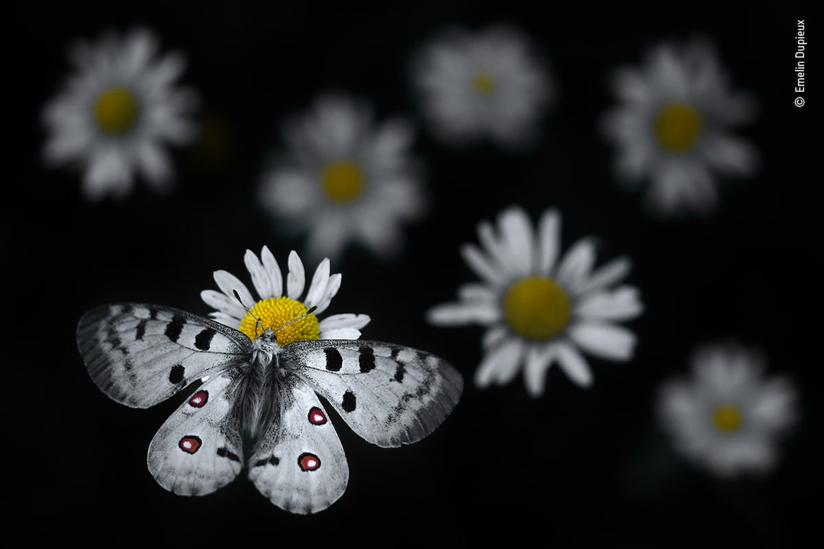 Apollo Butterfly Landing on Oxeye Daisy