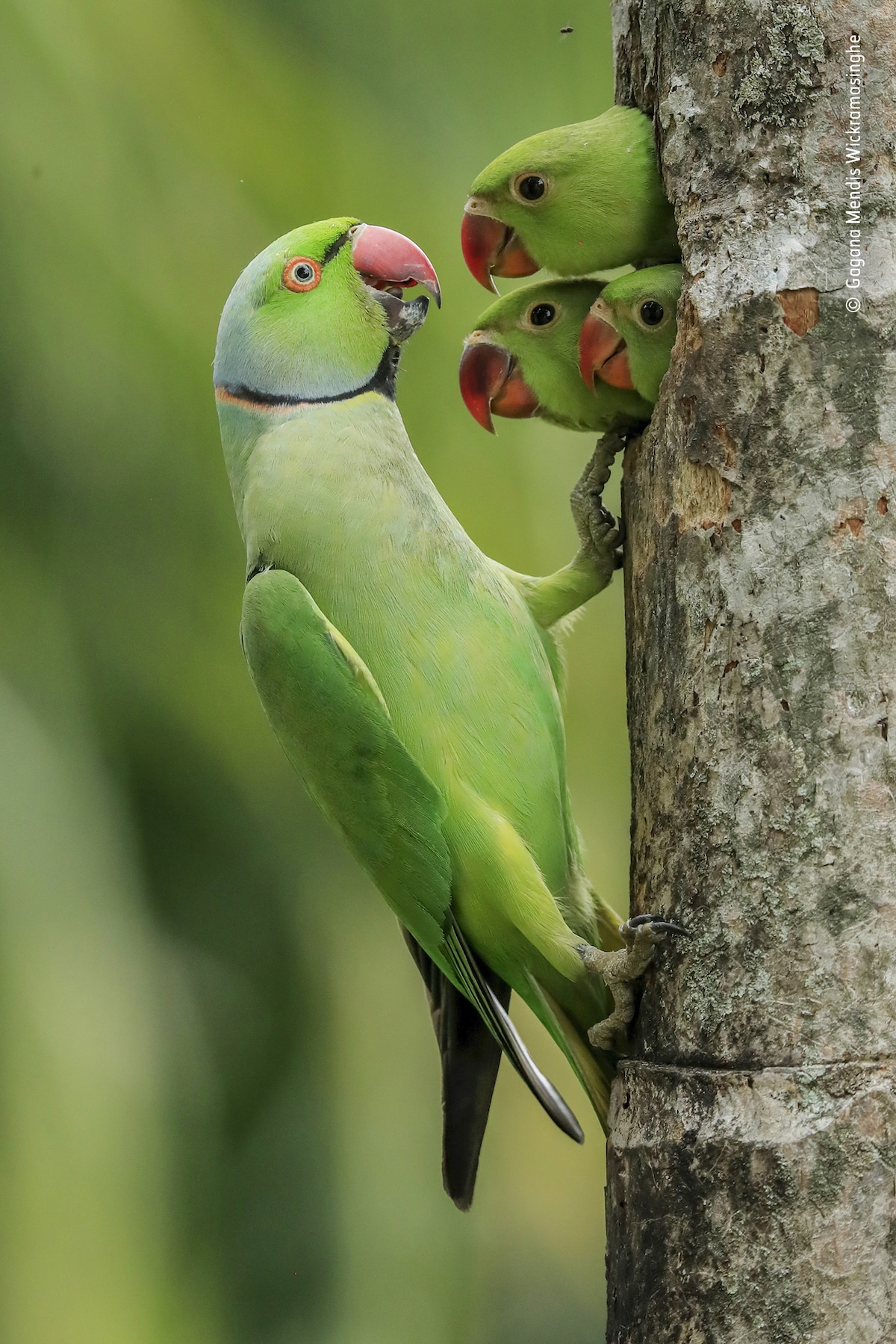 Trois poussins perruche à collier