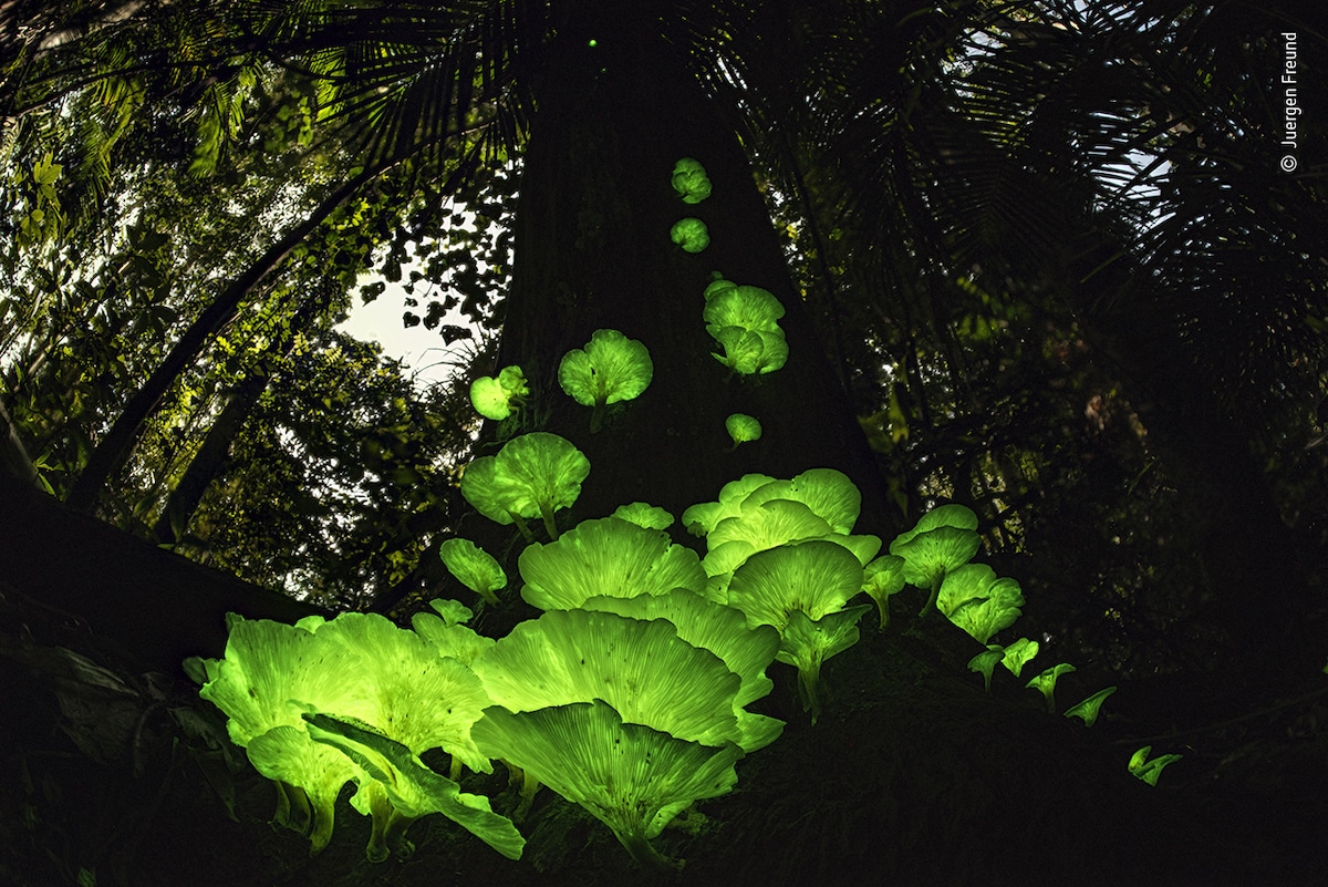 Glow in the Dark Photo of Ghost Fungus on a Tree in Queensland