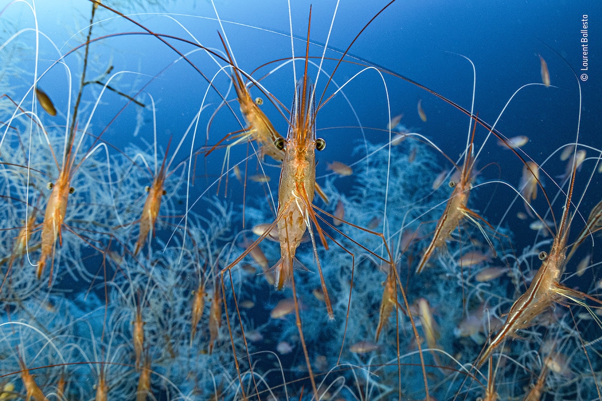 Narwhal Shrimp Underwater