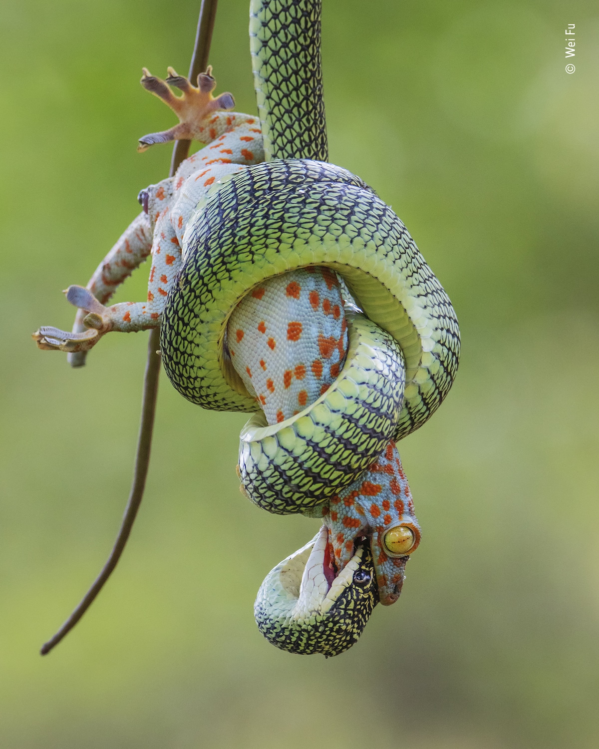 Serpent volant enroulé autour d'un gecko