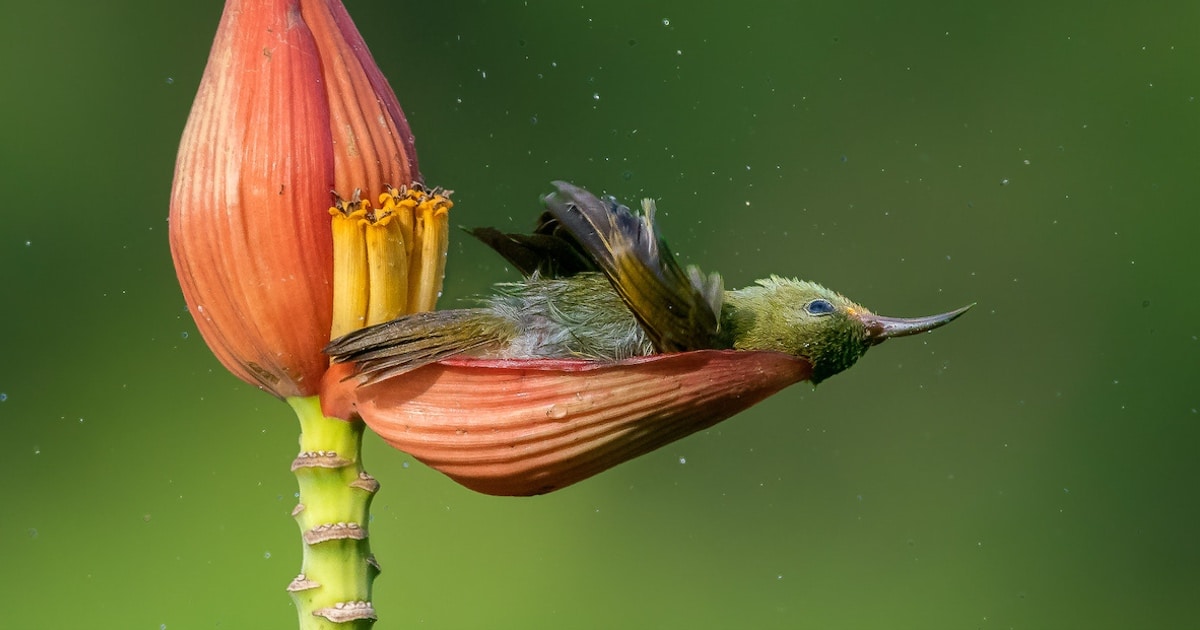 Winners of the 2021 Bird Photographer of the Year Contest